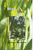 Ntoo (Tree)